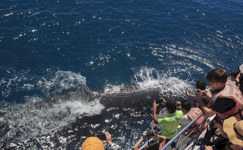 고래감상과 생태관광, 구이산다오 외국인에게 인기