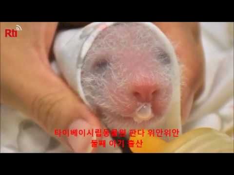 아기 판다, 타이베이시립동물원 새식구