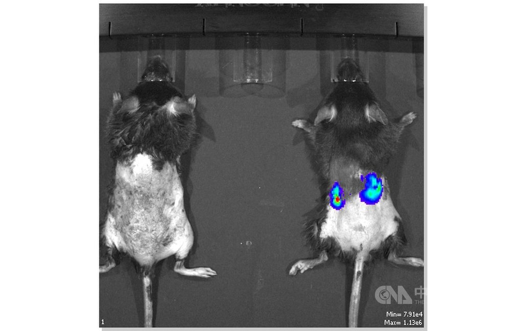 비침투성 리얼타임 광학 생체 검사 진단을 위한 3D 분석 영상 속 선농(神農)쥐와 일반 실험용 쥐 발현 모습. 일반 실험용 쥐(왼쪽), 형광 빛을 뿜어내고 있는 선농쥐(오른쪽) [사진=CNA]