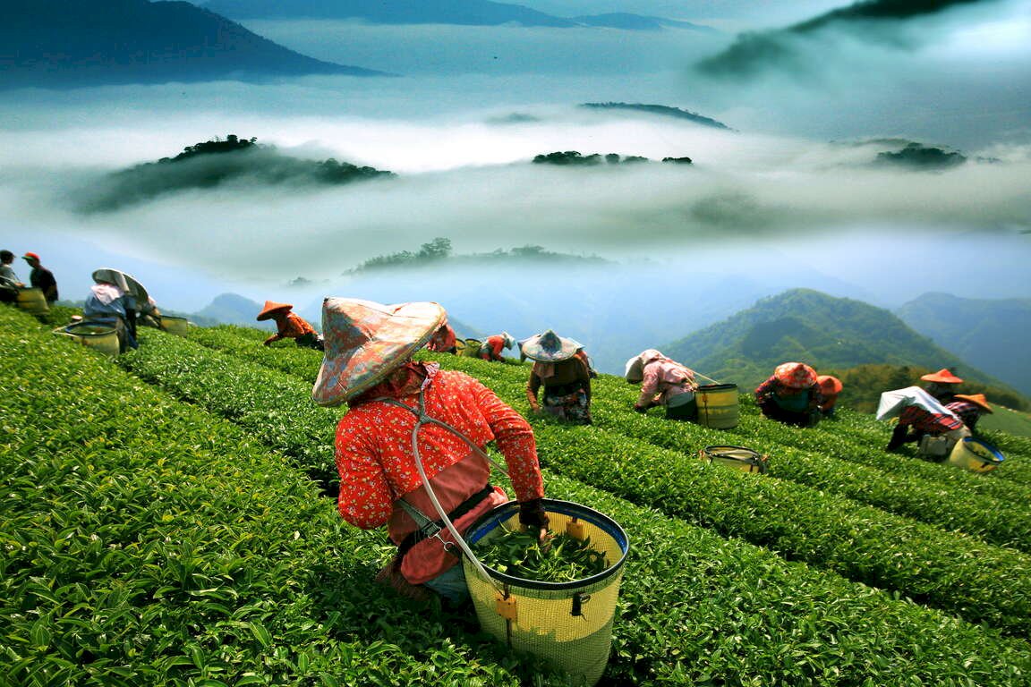 아리산 아가씨만큼 유명한 아리산 명물 아리산고산茶