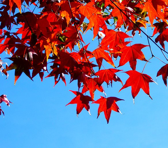 '가을'과 관련된 중국어 표현