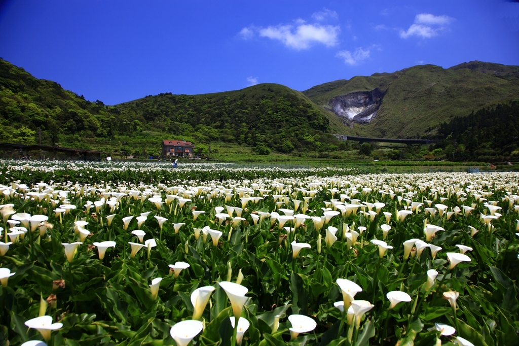 타이완에서 가장 아름다운 칼리 릴리 꽃밭이 있는 타이베이 양명산국립공원 일경. -사진: 중화민국 교통부 관광국 제공
