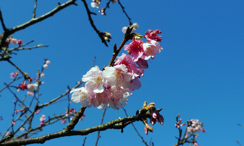 벚꽃과 온천의 천국, 신베이시 우라이(烏來)
